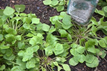 Got Slugs? Two Cold-Weather Greens That Resist Slug Attacks Image